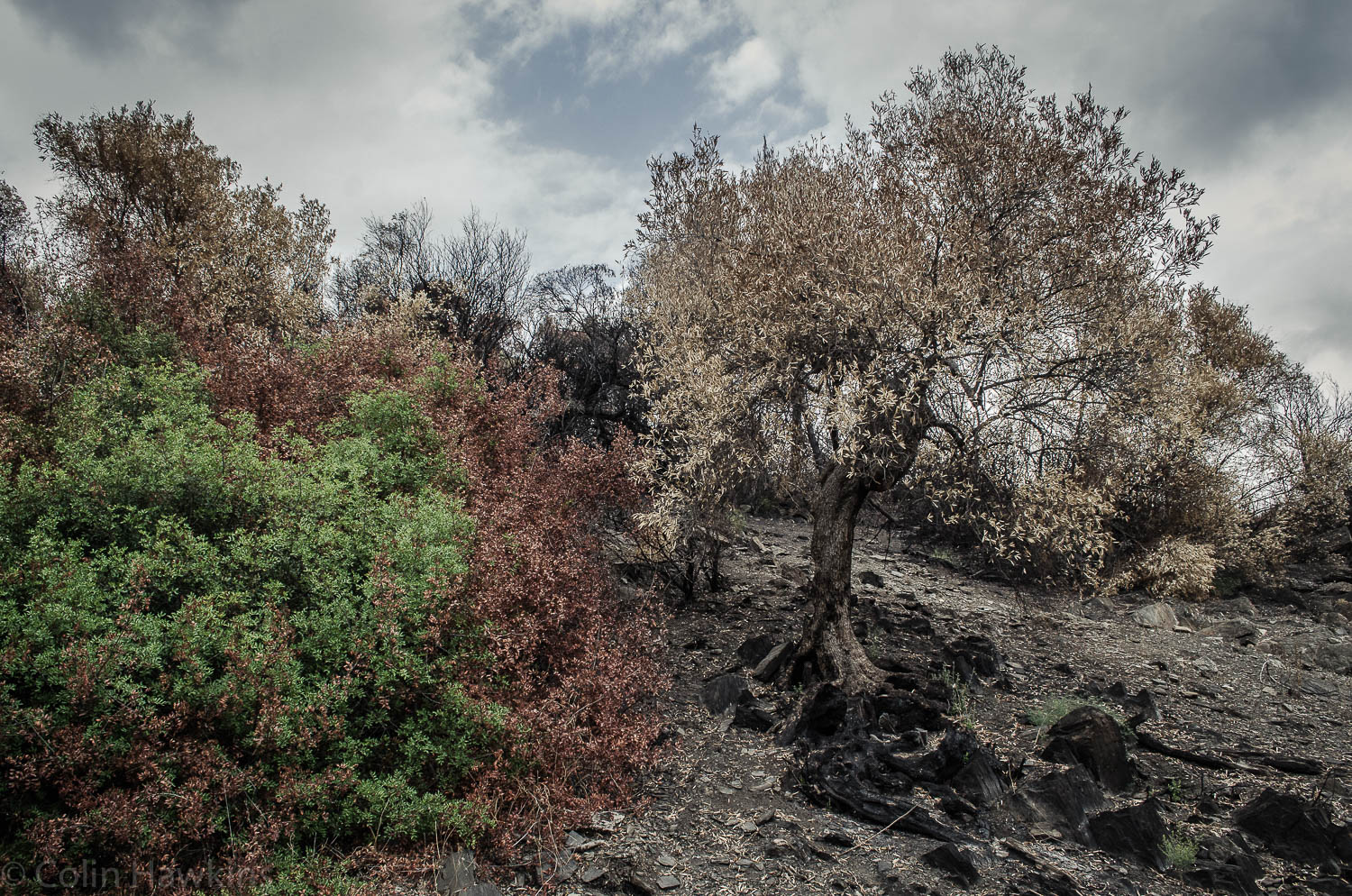 Landscape photography “After the fire” - colinhawkins.co.uk ...